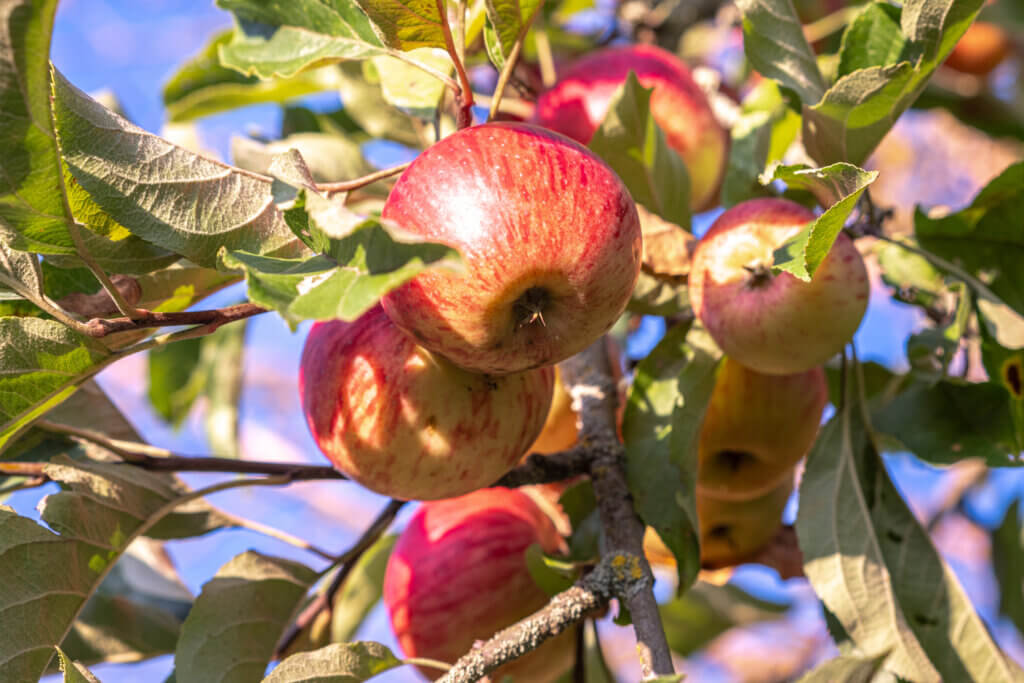 Ripe red apples hanging on a tree branch with green leaves in bright sunlight.