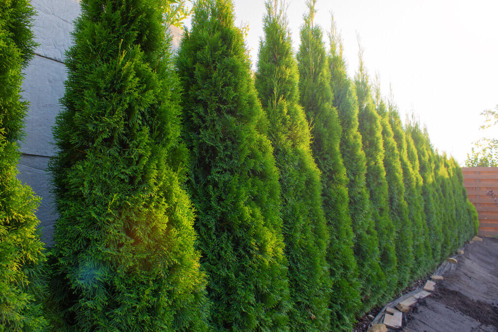 Healthy cedar hedge planted in a row along a property line.