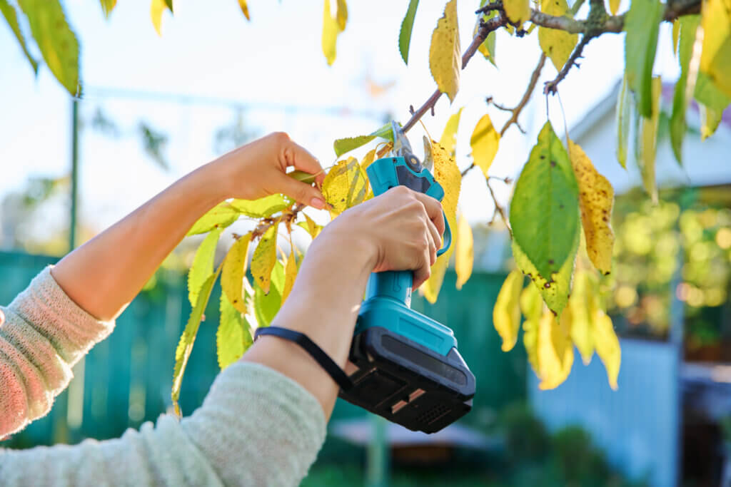 Pruning cherry tree with electric pruner.