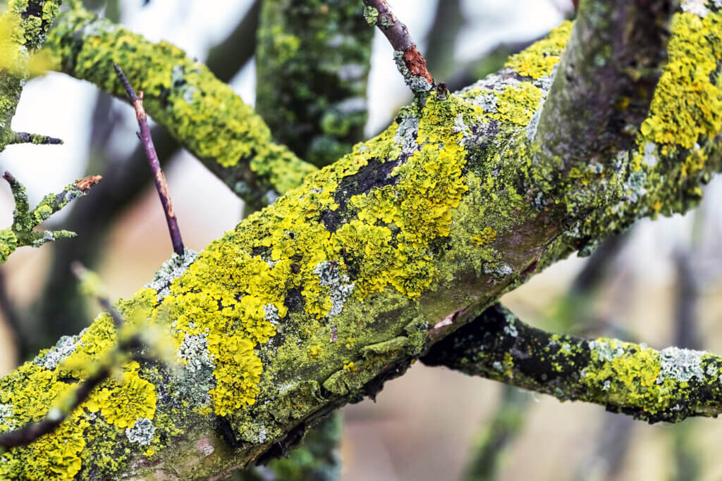 Lichen on apple tree branch.